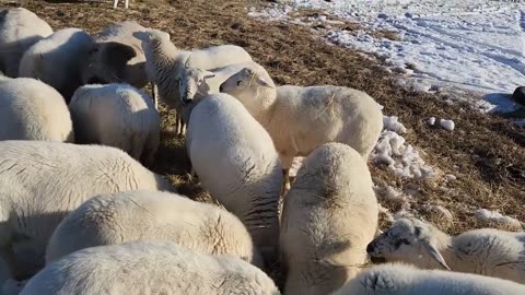 LGD's Duke It Out with Predators, The Ewes Showing Their Pregnancies, and the Sheep Pecking Order