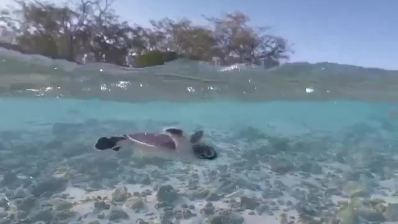 Charming Turtle's Beautiful Diving #shorts #shortsvideo #video #viral