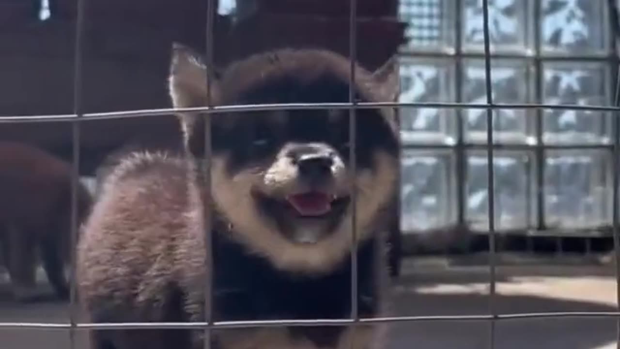 New Funny Cats and Dogs Videos | Funniest Animal Videos 2023 | FUNNY CAT VIDEO | FUNNY DOG VIDEO #64