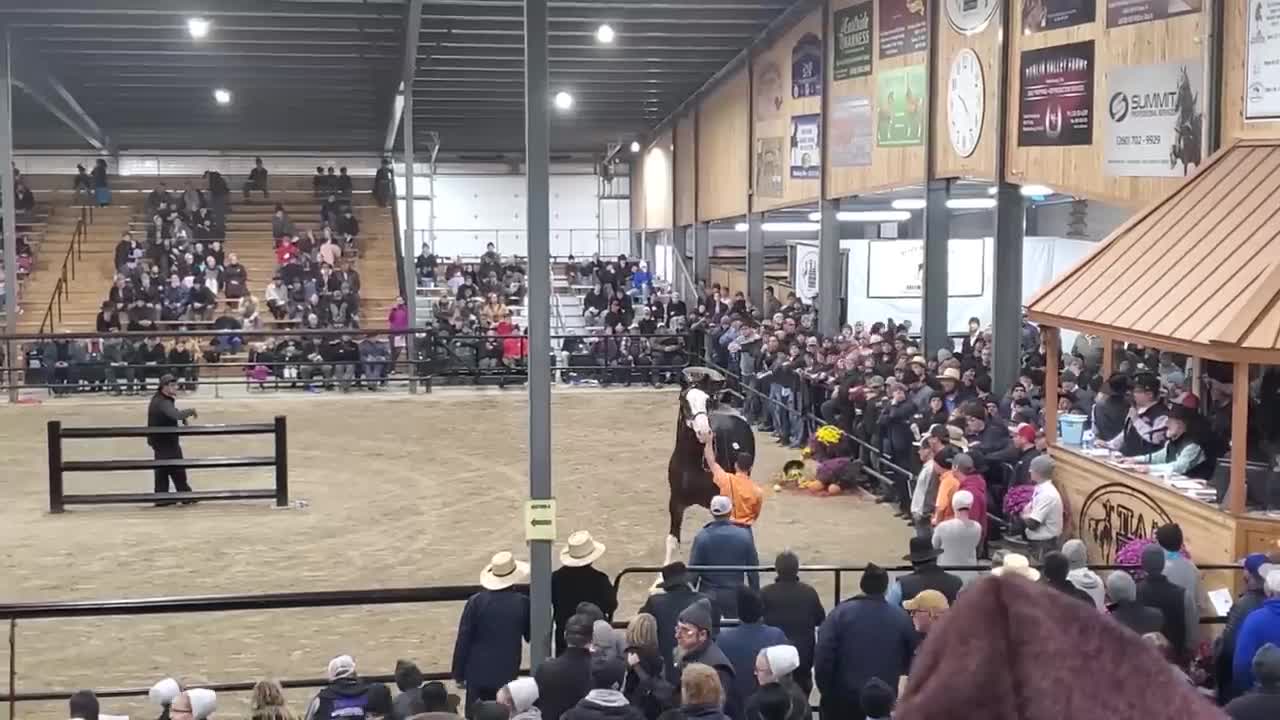 $100,000 Clydesdale Stallion at Topeka!