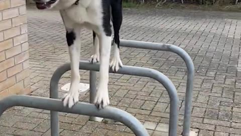 Funny animals - Funny cats and dogs - Funny animal videos 2023