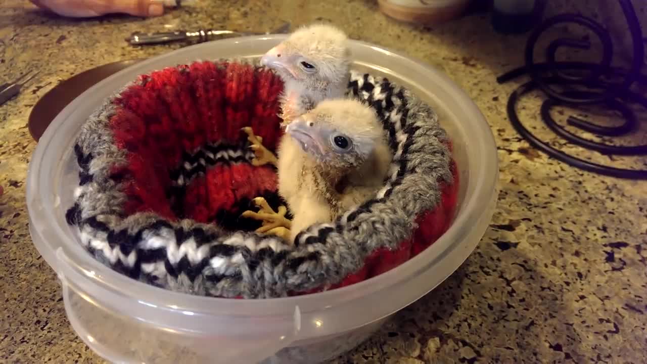 Baby Hawks