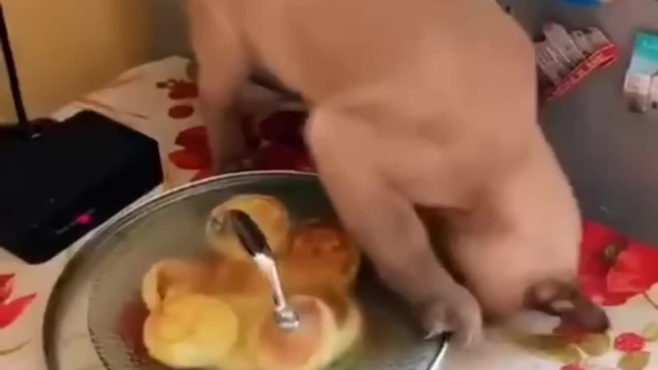 Funny dog and cat funny moments 🤣🤣