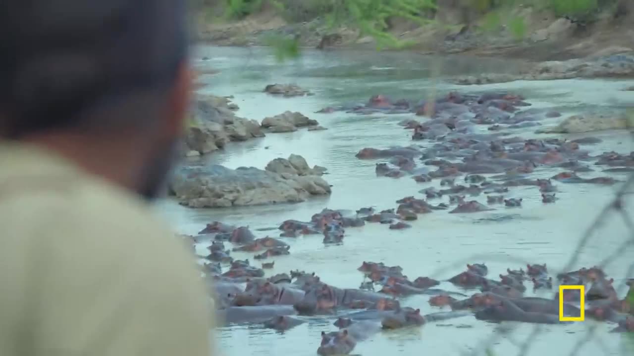 Hippos gives an aggressive warning