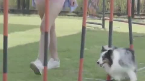 See how this woman trains a dog fany dog shorts video