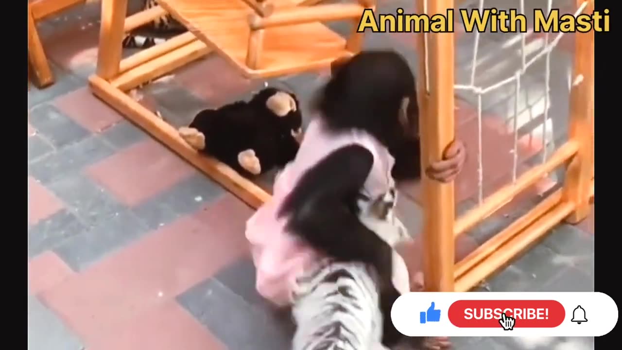 2023 top animals funny videos cat dog animals