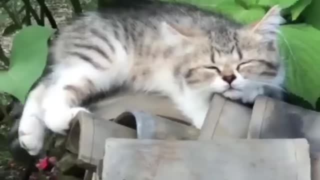 Best Cute Cats😹Funny Fail ops Moments Viral Clips