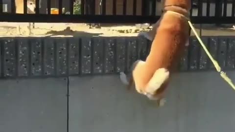 Spider-Dog