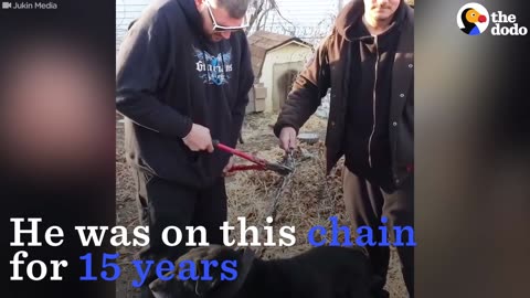 Dog Chained Up For 15 Years Gets Rescued