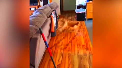 Best Funny Animal Videos 2023😂 Funniest Cats And Dogs Videos Will Make You Laugh #56