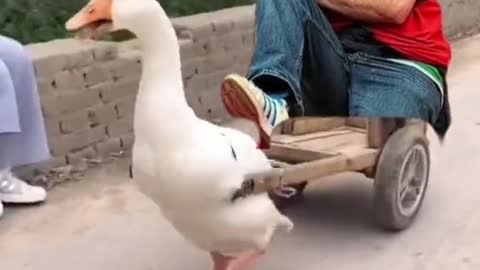 Funny Duck Video