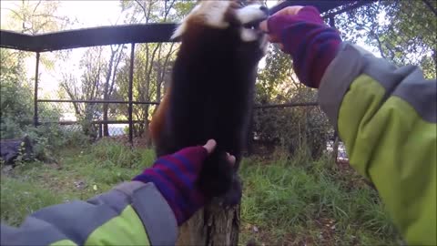 Panda Video