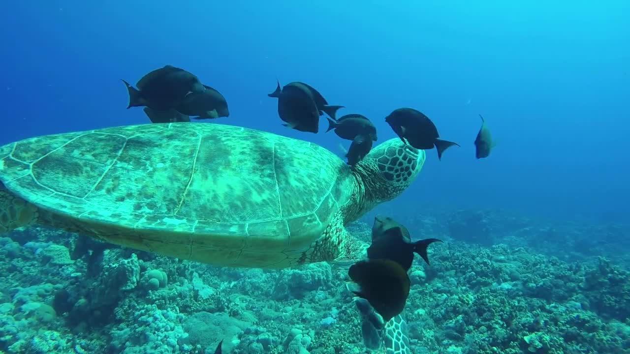 Turtle Swimming 4K Video Turtle VS Fish Swimming Attack Video