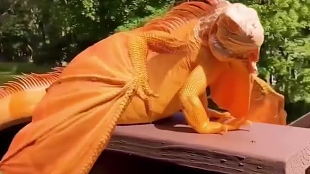 Oh my god. ..is a dragon! !!