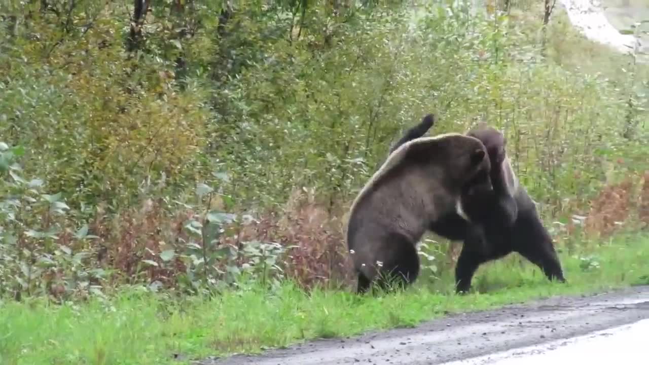 Epic grizzly bear fight!