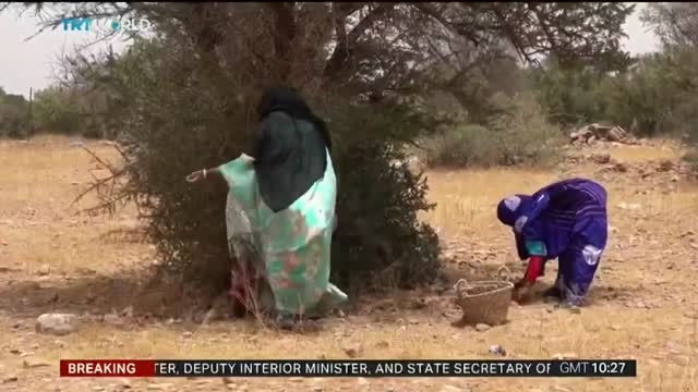 Morocco’s Amazigh women produce argan oil known as 'liquid gold'