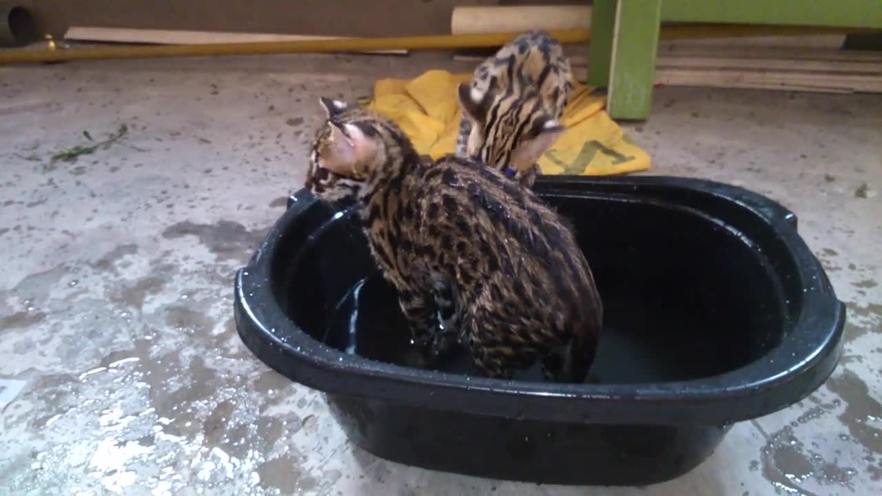 Asian leopard cat playing