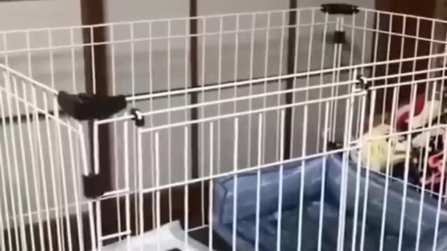 Funniest Videos 2022 😂 Funny Cats 🐱 and Dogs 🐶 Part 34