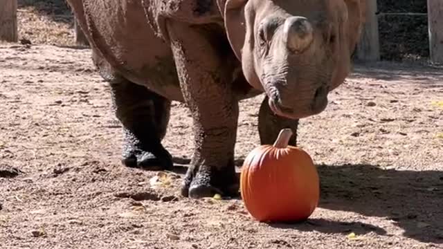 Hi yall I'm Pnela Pumpkin