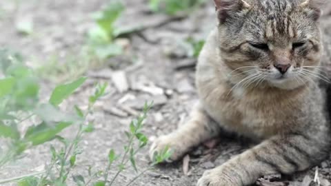 Tame a Feral Kitten