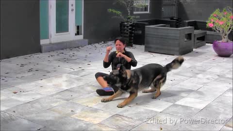 Dog training