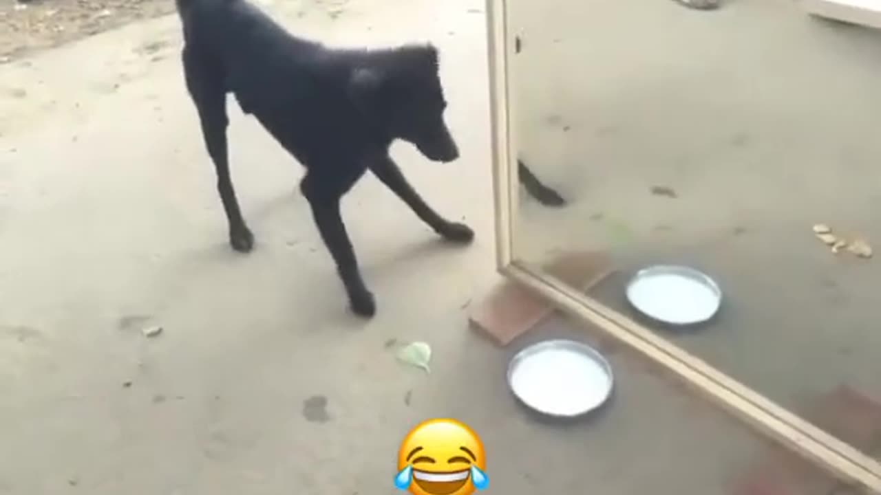 Dog very funn