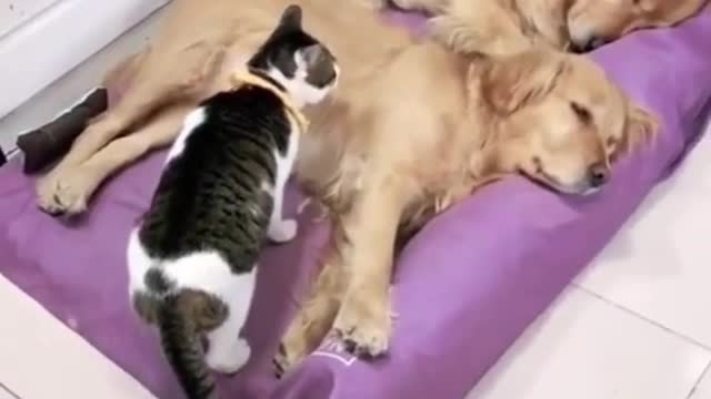 Cat play with dogs funny vedio