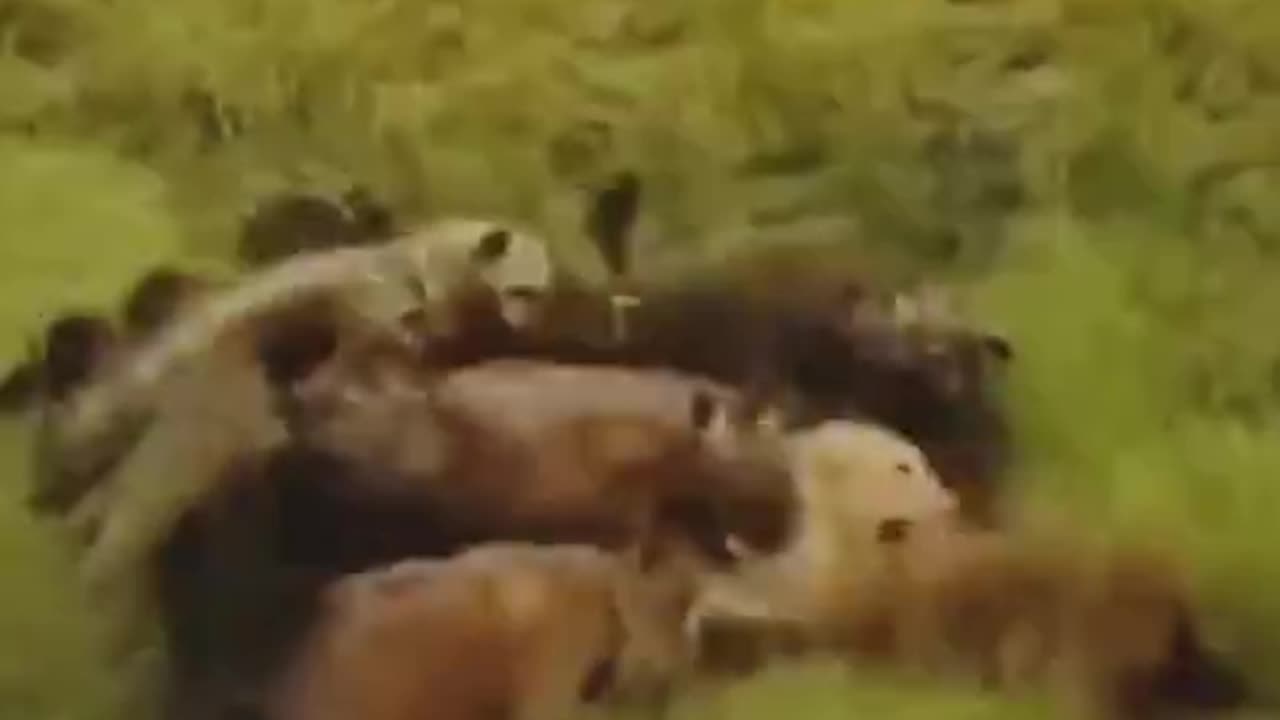 ANTIFA Tactics Explained