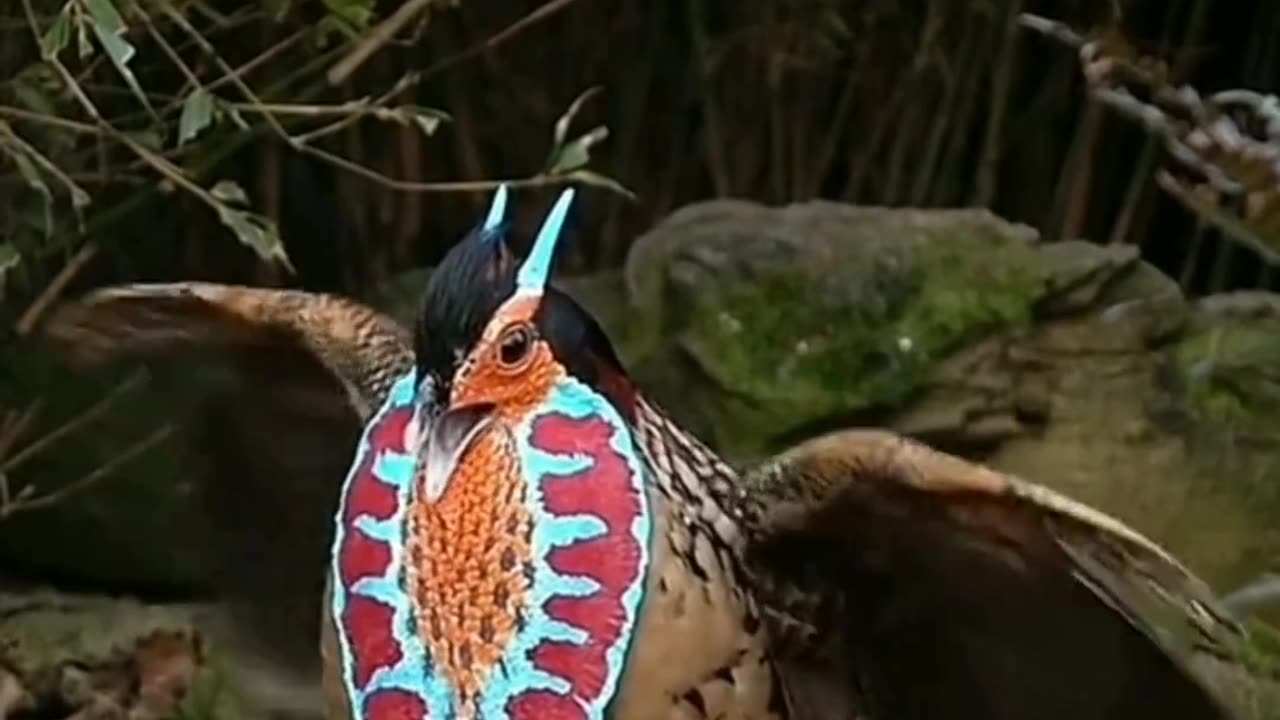 Colorful Rooster