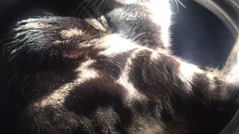 FUNNY CAT