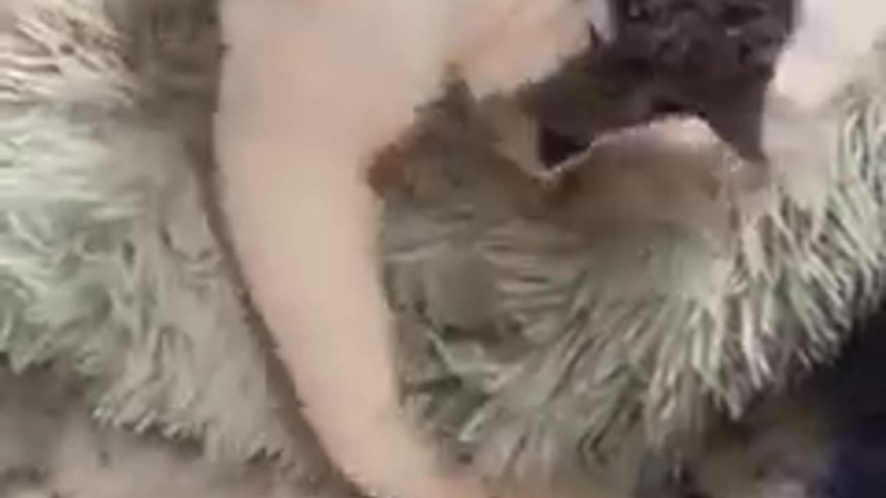 Cat hatches chicken