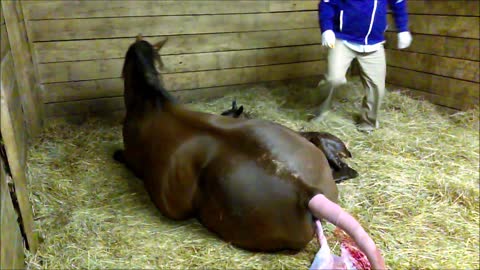 Foaling A Thoroughbred Mare