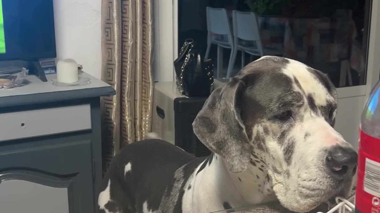 Great Dane Makes Music With Her Wagging Tail