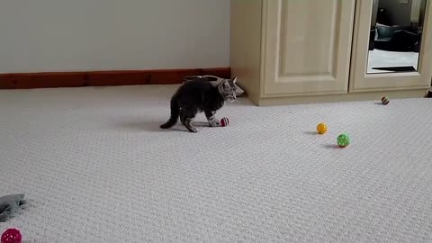 Tiny Kitten Adorably Plays With Toys