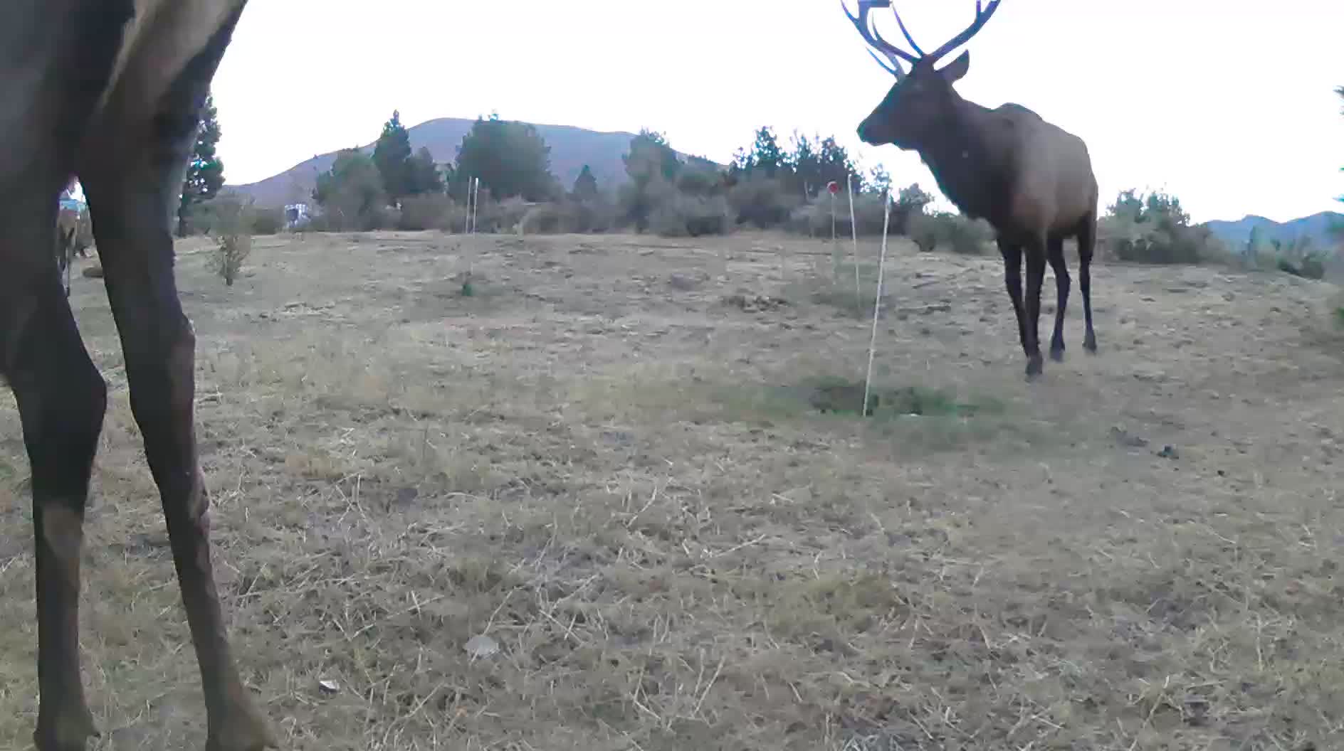 Bull elk