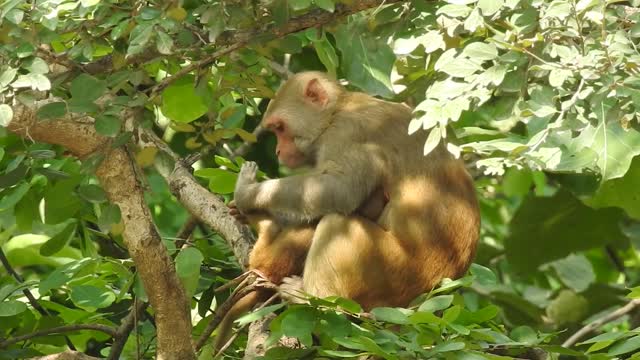 mother monkey with her kid 😂 soo funny
