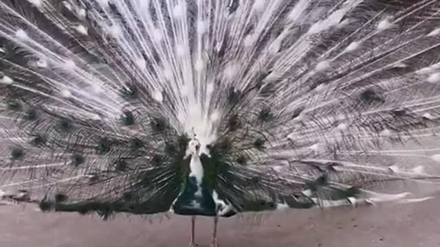 Beautifull peacock