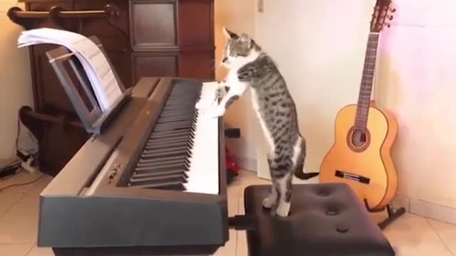 Musician Kitten 🐈😂 #Cat #Kitten #Kittie #Shorts