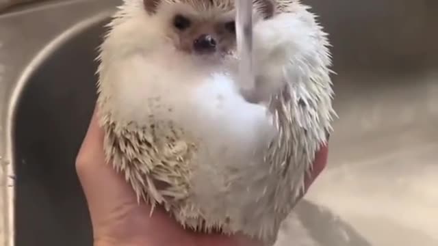 Do you think it is the funniest animal