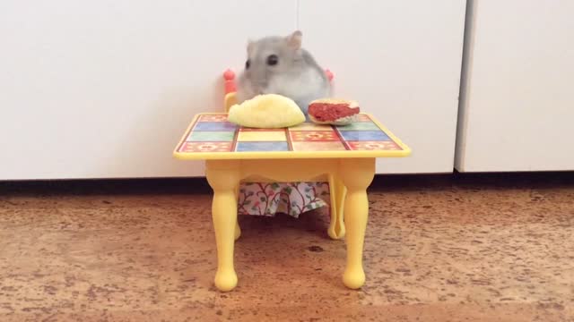 Mouse plays on fisher-price kitchen set