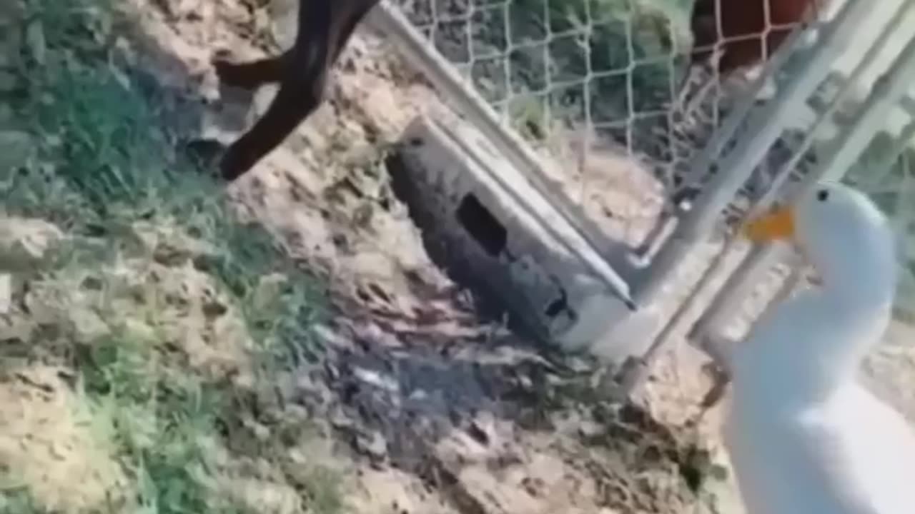 Funniest Cats and Dogs part 2