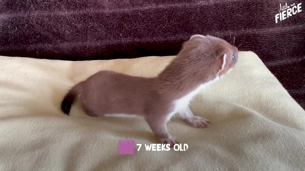 Tiny Baby Stoat Has The Best Reaction When She Meets Someone Like Her