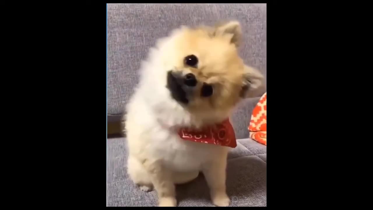 Try Not To Laugh Animals Funniest Cat and Dogs Videos Little Funny Animal