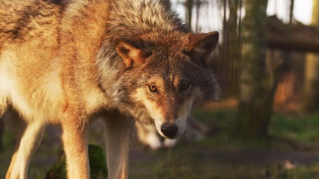 red wolf