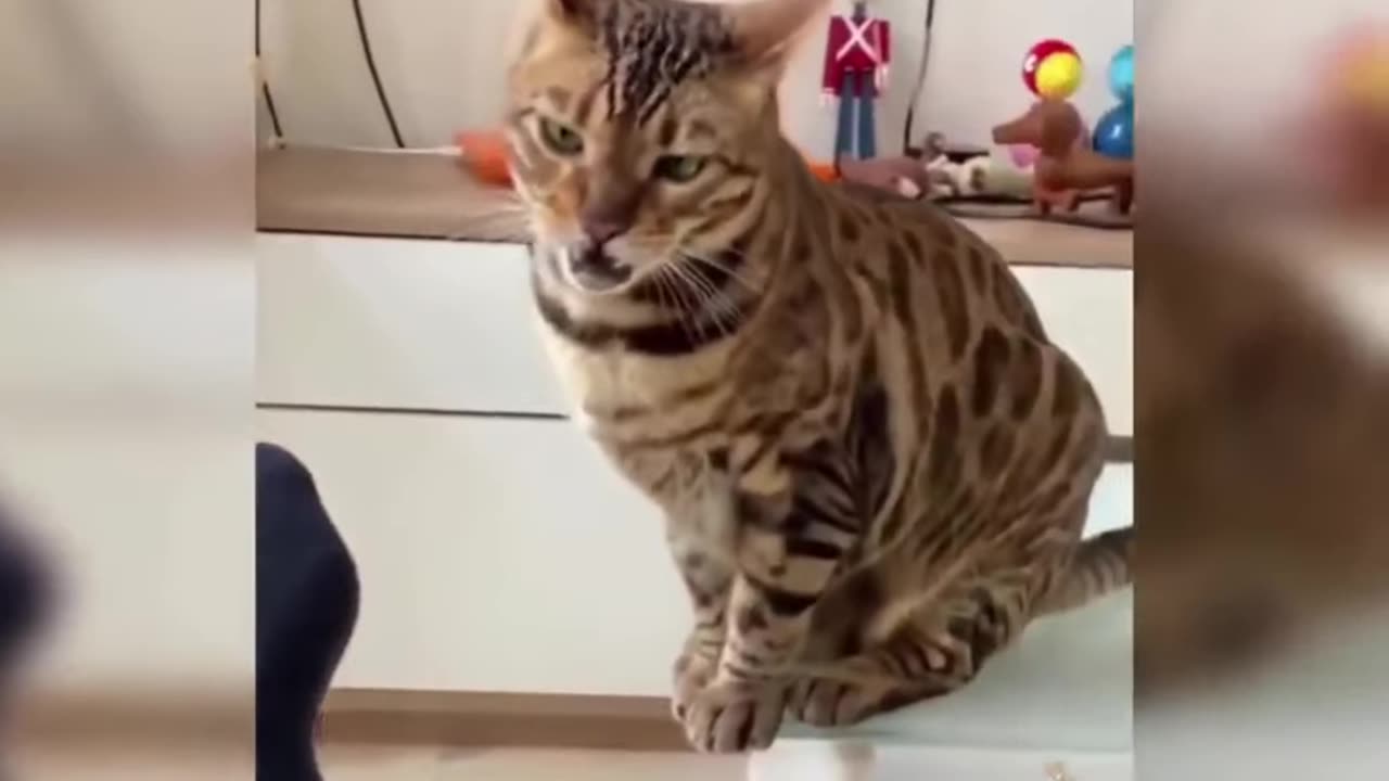 Funny cat shot video