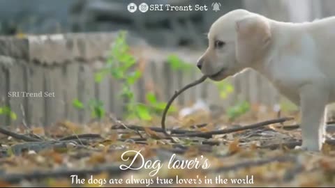 Dog lover's❤ (Theri love BGM)whatsapp status tamil ....💕