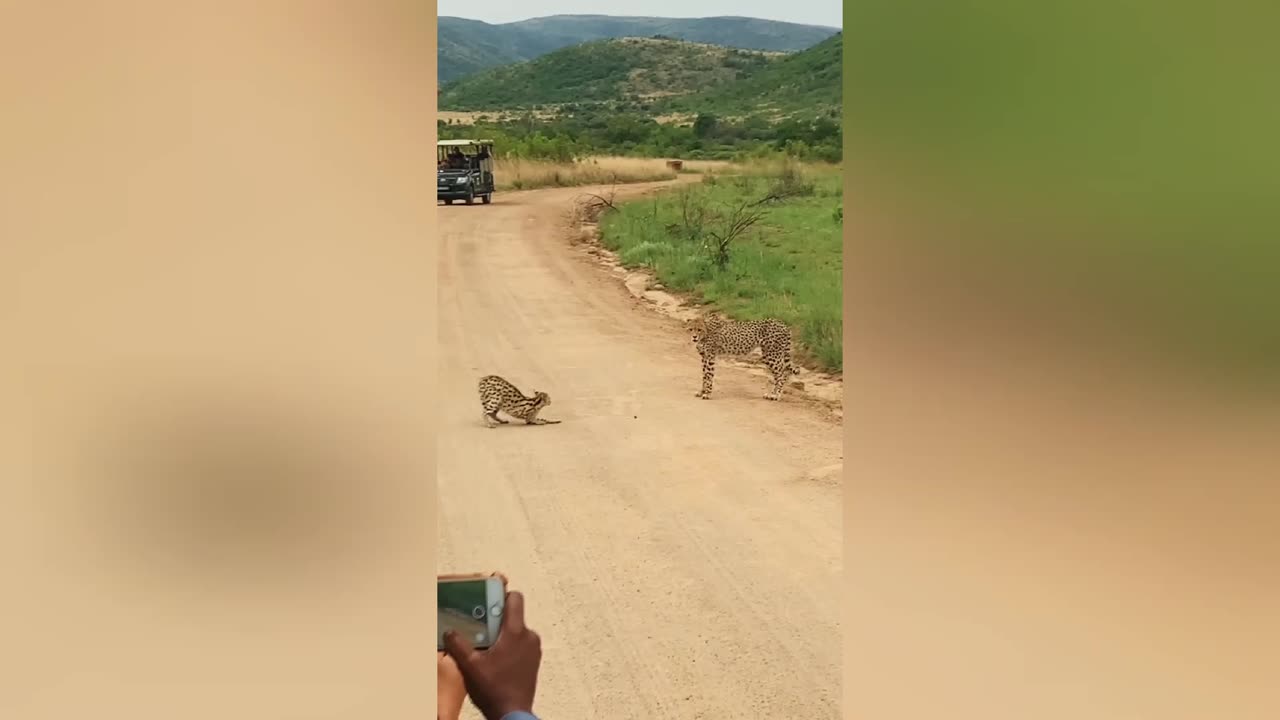 Cheetah thinks twice about attacking serval 😬