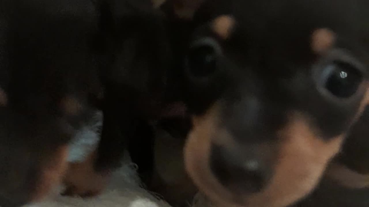 Miniature Pinscher puppy update