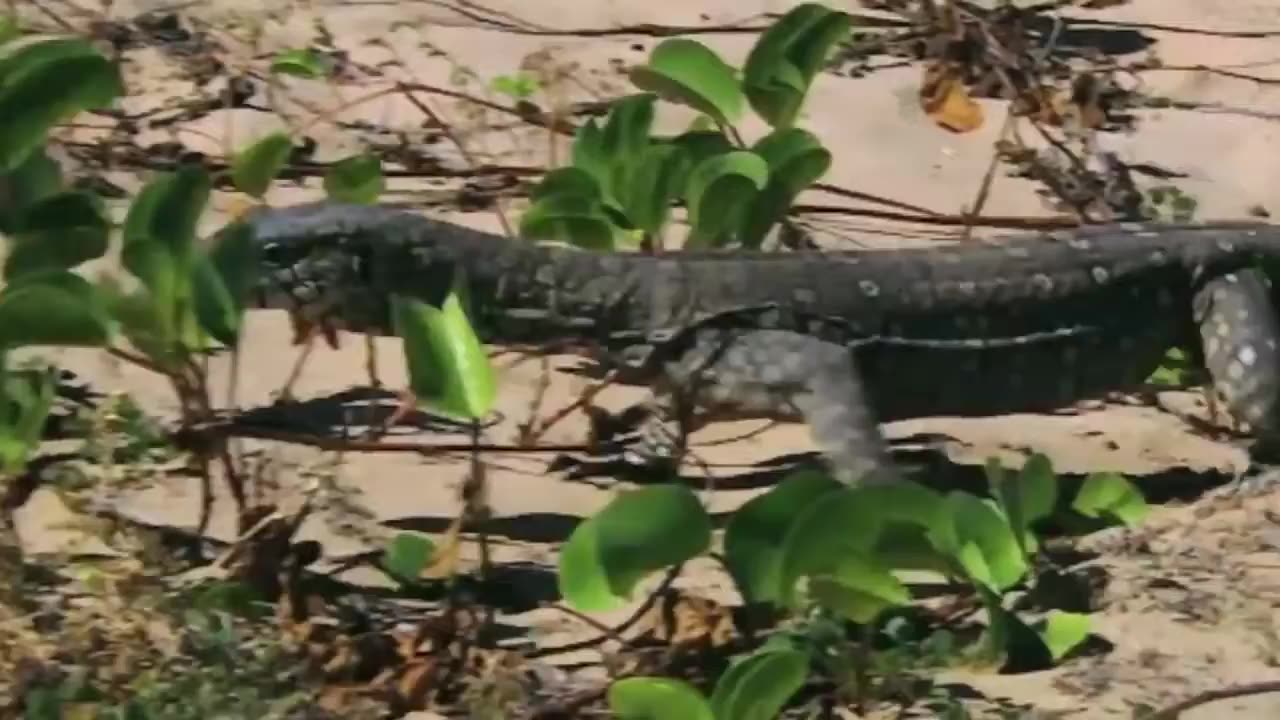 Leopard v Monitor Lizard Real Fight | Hungry Leopard Hunt Lizard But Fail | Most Amazing Attack