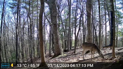 The Woods – 03/15/2023